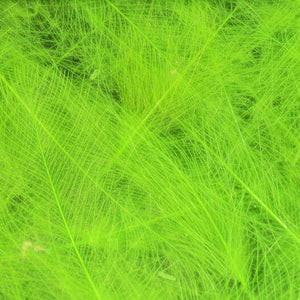 Cul de Canard CDC Plumes