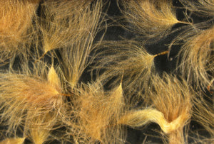 CDC Cul de Canard Oiler Puffs