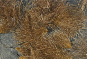 CDC Cul de Canard Oiler Puffs