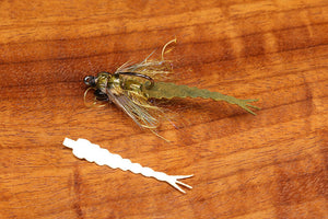 Cohen's Creatures Damsel Tail