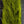 Calf Tail