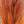 Calf Tail