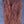 Calf Tail