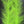 Flash Blend Baitfish Brush