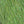 Frenzy Fiber