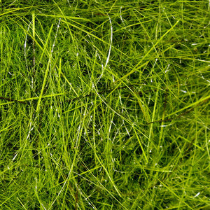 Hare's Ear Plus