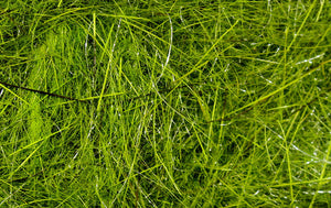 Hare's Ear Plus