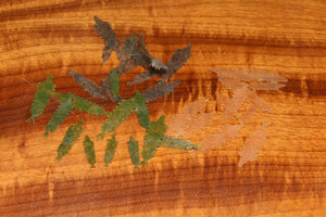 Kiley's Damzel Tails