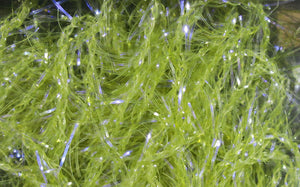 Micro UV Polar Chenille