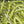 Medium UV Polar Chenille