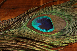 UV2 Peacock Eyes