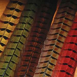 Ringneck Pheasant Tail Feathers