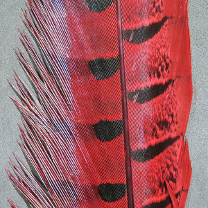 Ringneck Pheasant Tail Feathers