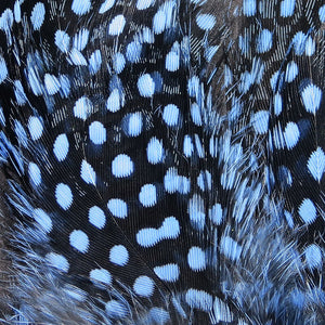 Strung Guinea Fowl Feathers