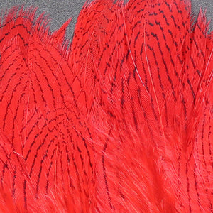 Silver Pheasant Body Feathers