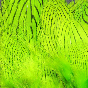 Silver Pheasant Body Feathers