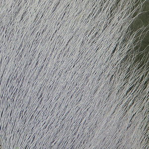 Micro Rabbit Strips