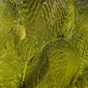 Teal Flank Feathers