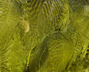 Teal Flank Feathers