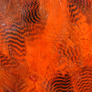 Teal Flank Feathers