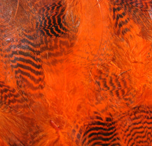 Teal Flank Feathers