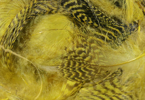 Teal Flank Feathers