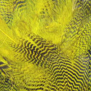 Teal Flank Feathers