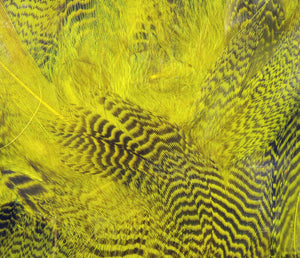 Teal Flank Feathers
