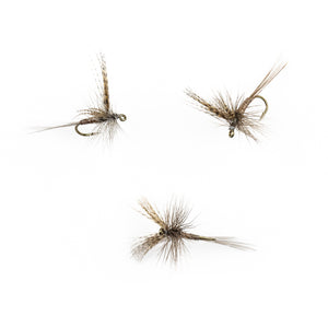 Red Quill Traditional