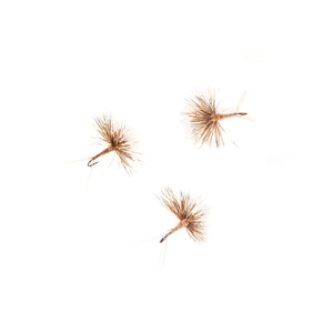 Isonychia Comparadun