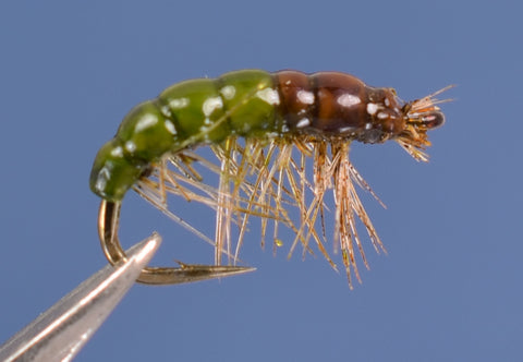 S.N.'s Alder Larva