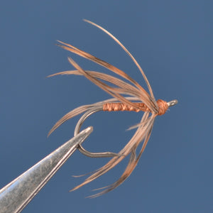 Bobwhite Quail and Brown