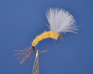 Dorothea CDC Emerger