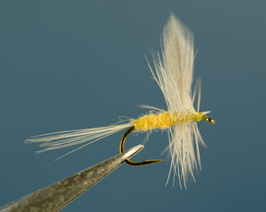 Dorothea Traditional