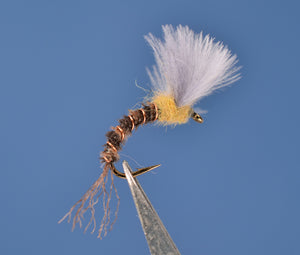 Dorothea CDC Trans Emerger