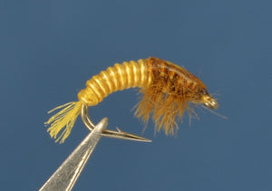 Electric Caddis - Chimarra