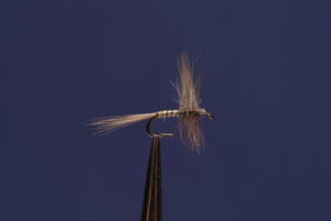 Blue Quill (Paralep) Traditional