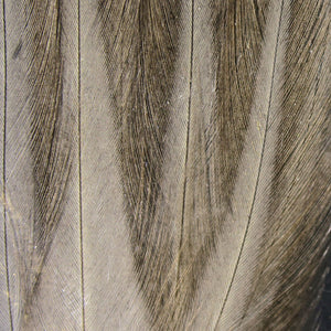 Gallo De Leon Saddle Feathers