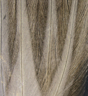Gallo De Leon Saddle Feathers