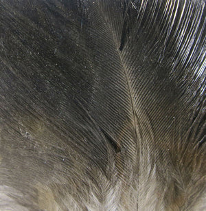 Gallo De Leon Saddle Feathers