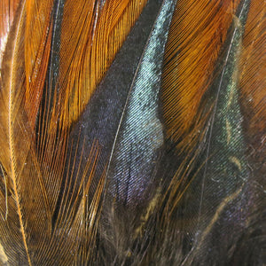 Gallo De Leon Saddle Feathers