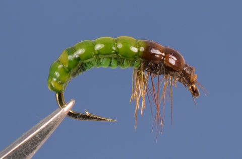 S.N.'s Green Sedge Larva