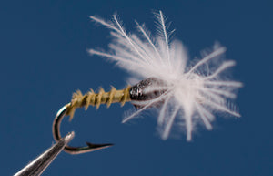 Mike's Olive Midge Pupa