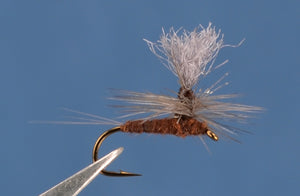 Paralep (Blue Quill) Parachute