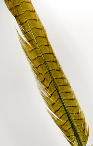 Semperfli Picric Acid Dyed Pheasant Tail