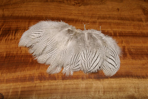 Silver Pheasant Body Feathers