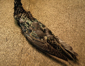 Spirit Starling Skin