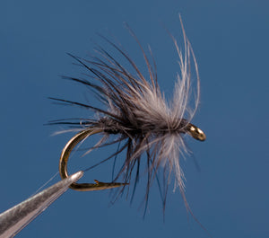 Stewart's Spider, Black