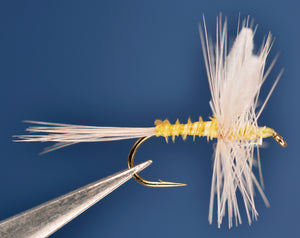 Dorothea Traditional, Biot Body