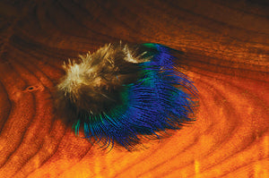 Blue Peacock Feather
